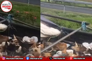 Viral Ratusan Anjing Dalam Truk Di Tol Cikopo Palimanan